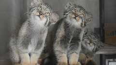 「ノブ・ヒデ・ヤス」です…名古屋・東山動植物園で生まれたマヌルネコの赤ちゃんの愛称決定「武将のように全国に」|FNNプライムオンライン