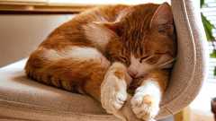 ネコの3分の2が体の左側を下にして寝ることが明らかに、生存戦略の一部である可能性
