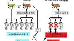 北大、ダーウィン以来のなぜ働き蜂は自分で子を産まないのかという謎を解明