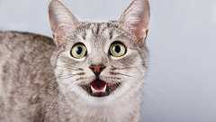 猫は男性に2倍「ニャー」とお帰りの挨拶をすると判明――なぜなのか? - ナゾロジー