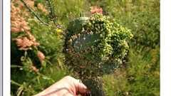 【ついに始まった】 千葉、福島で奇形動植物が見つかる : 哲学ニュースnwk