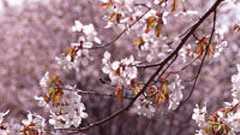 受験生が今から勉強して早慶受かる勉強プラン教えてやる : まめ速