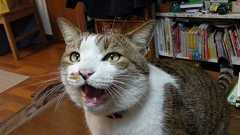 剣術と近代剣道 | COMPLEX CAT