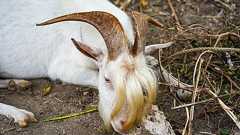 南国の、ただかっこいいヤギたちよ