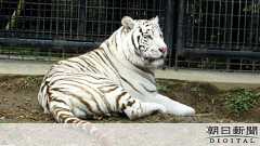 飼育員襲ったトラ、殺処分せず 遺族「飼育して下さい」:朝日新聞デジタル