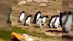 ペンギンの群れがすれ違うとどうなるのか?学芸員が撮影した映像に社会が感じられて面白い「最後の二羽が良い」