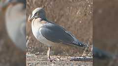 AIの画像補正技術が高すぎて、そこに存在しない生物を作り出して起きてしまった悲劇