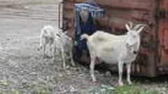 尖閣諸島 魚釣島の山羊(ヤギ)問題 | 日本青年社 埼玉懸本部