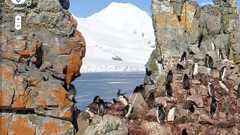 ペンギンがいっぱい、「Google Street View」に南極大陸が仲間入り