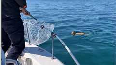 日本の海のすごい沖を泳いでいる猫発見→ 助ける→ 陸に逃がす→ 猫が衝撃の行動にでる|ガジェット通信 GetNews