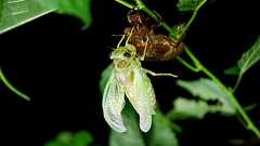 埼玉にいる外来種のセミ、タケオオツクツクは機械のように鳴く