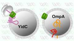 機能性細胞膜の合成に成功、人工細胞にむけて大きな一歩 -完全制御可能な膜タンパク質合成システムの実現に道-