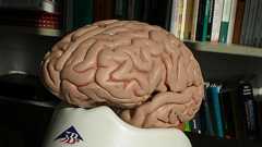 アルツハイマー病にヘルペスウイルスが関与している可能性を研究者が指摘