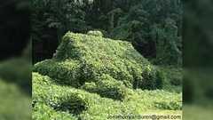 (ミミズ注意)日本のミミズがアメリカで猛威を振るい、現地の環境を変えてしまっている「土地ごとの環境って…」