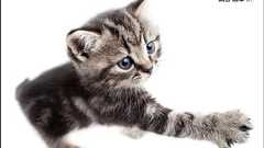 カンフーマック