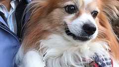 『ネット商戦に 乗らない 決意!!』