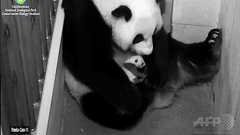 ママにだっこされる赤ちゃんパンダ、米首都動物園