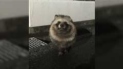 アライグマやニホンザルは明確に人間をなめ腐った目つきをするがタヌキは大抵「なにもね、悪いことしてないのでね、いじめられたりしないはずです」という謎の自信をもった顔でくる