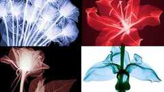 こんな風に見える…美しい花や植物のレントゲン写真いろいろ : らばQ