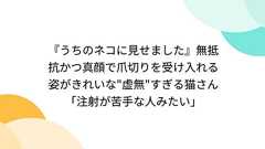 『うちのネコに見せました』無抵抗かつ真顔で爪切りを受け入れる姿がきれいな"虚無"すぎる猫さん「注射が苦手な人みたい」