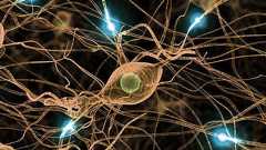 【細胞に記憶】単一神経細胞による『記憶』を世界で初めて発見 定説をひっくり返す大発見 | 不思議.net - 5ch(2ch)まとめサイト