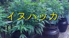 「蚊よけにイヌハッカを植えてみた」→「もうひとつの効果ですごいことになった…」 : らばQ