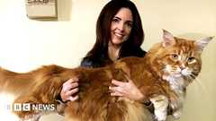 Omar, perhaps world's longest cat, finds internet fame