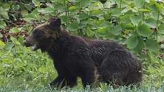 自衛隊にクマ襲来 その対応の法的根拠は何になる? 武器使用が認められるにも条件アリ | 乗りものニュース