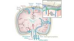 睡眠中に「脳内のごみ」を活発に洗い流していた 掃除が不十分だと認知症リスク増 米国チームが発表