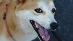 保全生態学用語だらけの桃太郎 : COMPLEX CAT