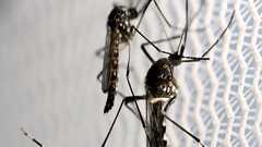 毎週1億9000万匹生産。世界最大「蚊の工場」ブラジルに建設 | Forbes JAPAN 公式サイト(フォーブス ジャパン)