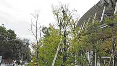 国立競技場建て替えで移植した樹木が「負のレガシー」に…神宮外苑再開発でも膨らむ懸念:東京新聞デジタル