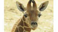 キリンの鳴き声は「モー」? 飼育員も初耳、高知の動物園が動画公開