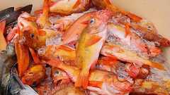 「魚が獲れない日本」と豊漁ノルウェーの決定的差