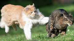 威力がなさそうな「猫パンチ」が色んな動物に”効く”のはなぜなのか? - ナゾロジー