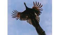 「クジャクって飛ぶんですか!?」「このシルエット、まさしく鳳凰!」 真下から捉えた空飛ぶクジャクに8万いいね