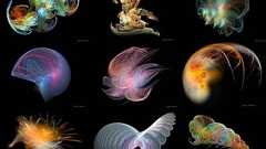 超美麗なフラクタル画像いろいろ - GIGAZINE