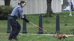 米議事堂出没のキツネ、安楽死 狂犬病陽性と判明