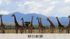 キリンは1種ではなく4種だった 18世紀から続く分類の議論に進展:朝日新聞