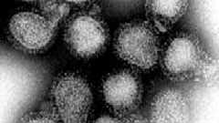 インフルエンザウイルス - Wikipedia