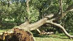 巨木が根こそぎ倒れる国営昭和記念公園、井の頭公園 台風24号、都内のあちこちに爪痕 SNSに写真続々と - ねとらぼ