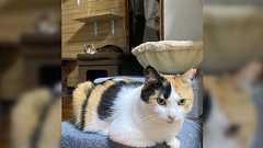 「やっと終わった、何年越しだよ」獣医が狂犬病の集合注射の時に飼い主に殴られ、裁判することに… その後控訴されるも、ようやく最高裁で確定