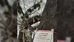 行政「倒木の危険性があるので桜の開花後に伐採します」VS市民「綺麗な桜を伐採しないで」繰り広げられた衝突のゆくえ