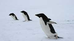 「陸上なのに速いぞ…?」高機動型ペンギン現る(動画) : らばQ