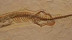 「4本脚のヘビ」の化石が見つかる