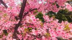 3月の感想 | 月と樹
