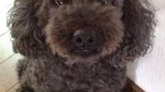 ソフトバンクよ、お前もか iPhone 5のパケット定額に小さな字で記された大きな制限事項