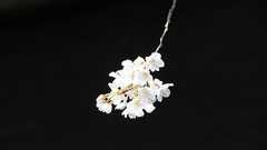 幼い頃に親を亡くしたことによる「呪い」の解き方(僕の場合)