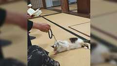 祖母の一周忌法要にお寺の飼い猫が乱入してきて楽しすぎた→「法要がこれくらいゆるいと良い」