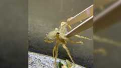 「噛まれたら死ぬ」でおなじみヒョウモンダコを半年飼ってみた人のレビューが興味深い「唯我独尊のバカ」